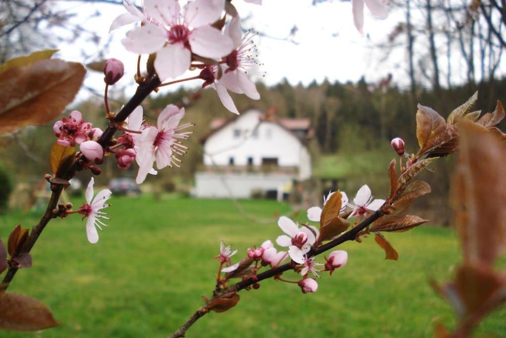 Wald-Apartment Limbach-Oberfrohna Ngoại thất bức ảnh